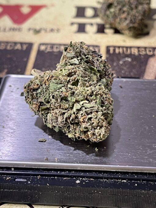 Blue Guava - Image 3