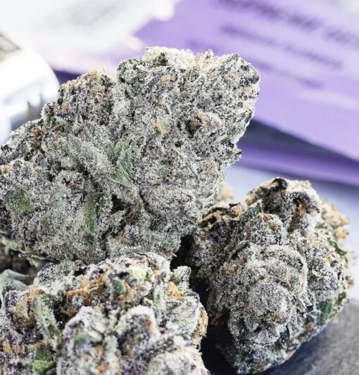 Supreme Gelato41 🔥🔥🔥 (licenced work )