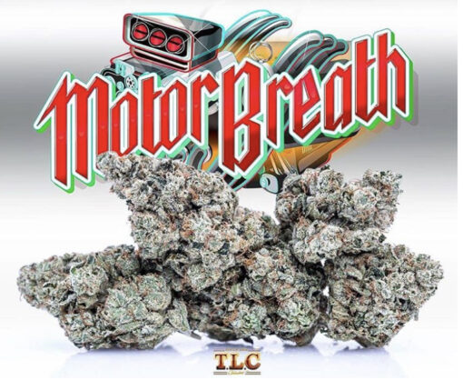 Motor Breath OG (jungle Boys) indica - Image 4