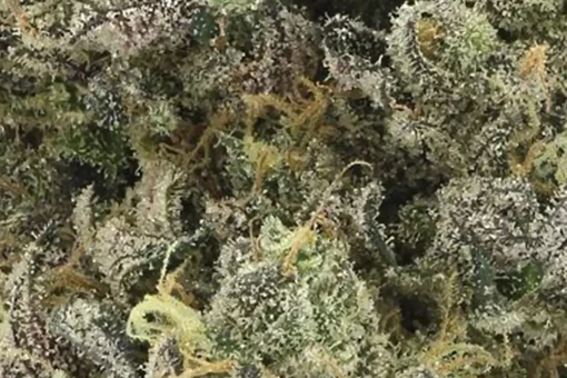 ZTAN LEE  (710 LABS) INDICA 3.5g 🔥🔥 - Image 4