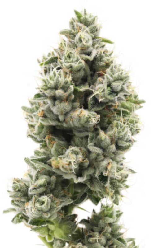 THE SWEETIES#7 (710 LABS) 34%THC HYBRID 🔥🔥 - Image 3
