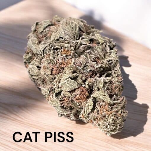 CAT PISS 3.5g SATIVA INDOOR 27% THC 🔥🔥