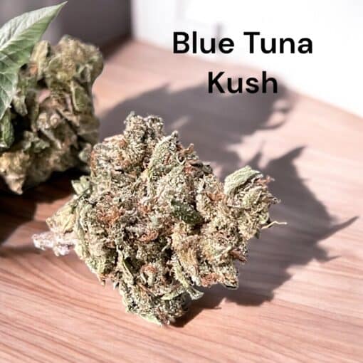 BLUE TUNA KUSH 28g oz ON SALE INDICA 26%THC INDOOR SMALLER NUGS 🔥🔥