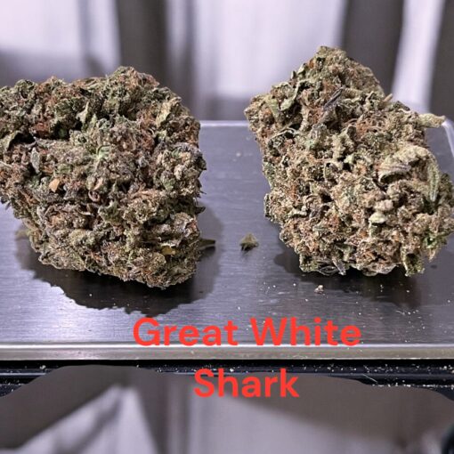 GREAT WHITE SHARK 28g OZ ON SALE SATIVA 🔥🔥