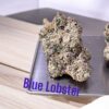 BLUE LOBSTER  3.5g EXOTICS ON SALE HYBRID 37%THC 🔥🔥