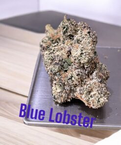 BLUE LOBSTER  3.5g EXOTICS ON SALE HYBRID 37%THC 🔥🔥