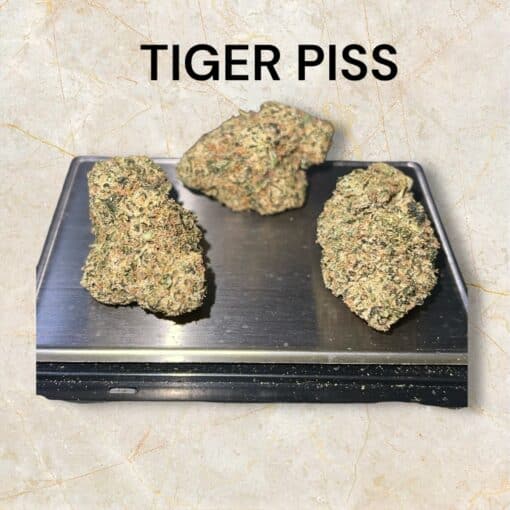 TIGER PISS 3.5g HYBRID 36%THC EXOTIC +++ 🏆🏆