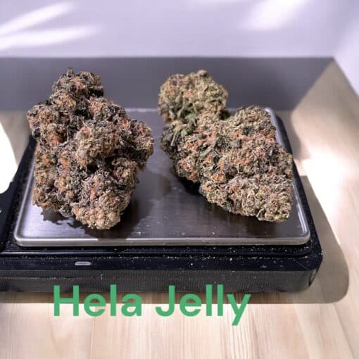 HELLA JELLY 3.5g SATIVA 37%THC LIMITED BATCH (HUMBOLT SEED CO) EXOTICS +++ - Image 3