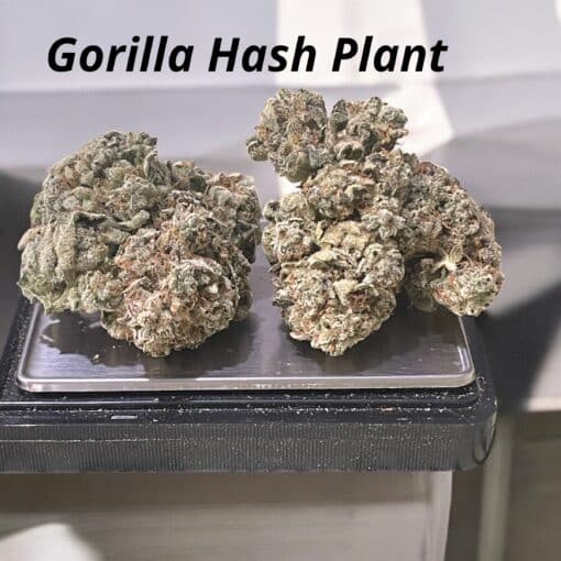 GORILLA🦍 HASH PLANT 28g Oz ON SALE 420 SALE 36%THC HEAVY INDICA 🏆🔥🏆🔥 - Image 3