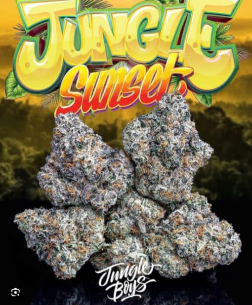 JUNGLE SUNSET 3.5g (JUNGLE BOYS ) INDICA 🔥🔥 - Image 3