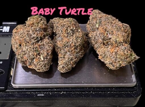 BABY 🐢 TURTLE 3.5g HYBRID 36%THC (kalifa Kush) EXOTICS 🔥🔥🔥