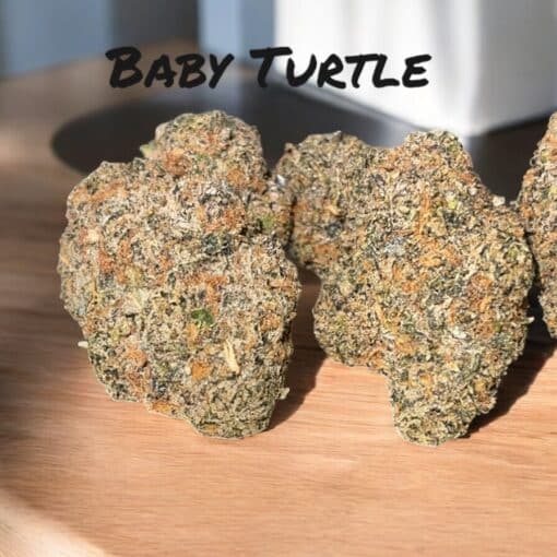 BABY 🐢 TURTLE 3.5g HYBRID 36%THC (kalifa Kush) EXOTICS 🔥🔥🔥 - Image 4