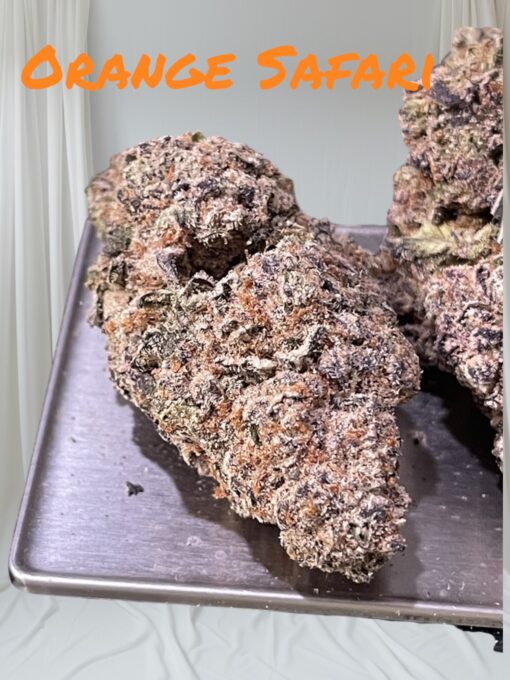 ORANGE SAFARI 3.5g SATIVA 32%THC - Image 3