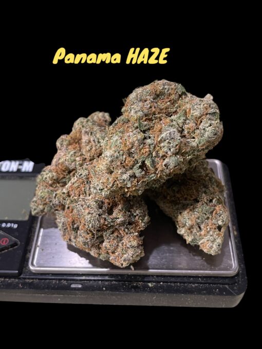 PANAMA HAZE 28GRAMS OZ ON SALE SATIVA 34%THC RARE SATIVA