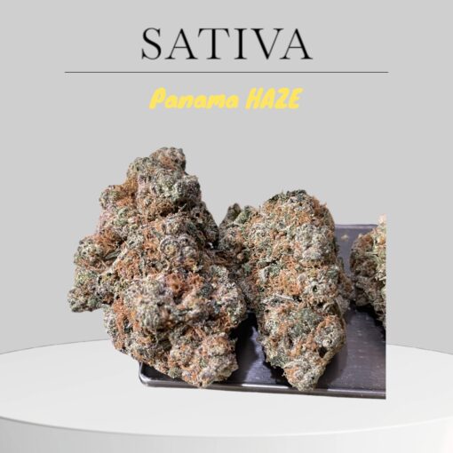 PANAMA HAZE 28GRAMS OZ ON SALE SATIVA 34%THC RARE SATIVA - Image 3
