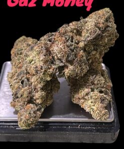 GAZ MONEY 3.5grams INDICA 34%THC🔥🔥  (DNA GENETICS)