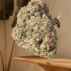 ZERBERT 7GRAMS QUARTER 28%THC INDICA 🔥🔥