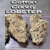 Cotton Candy 🦞 Lobster 28grams OZ HYBRID 25%THC